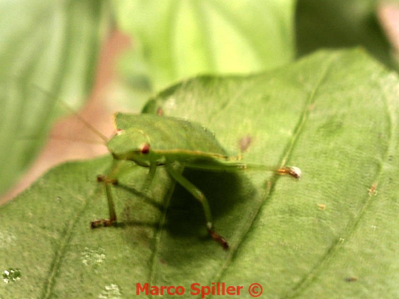 Palomena prasina - Ninfa ( foto e video )